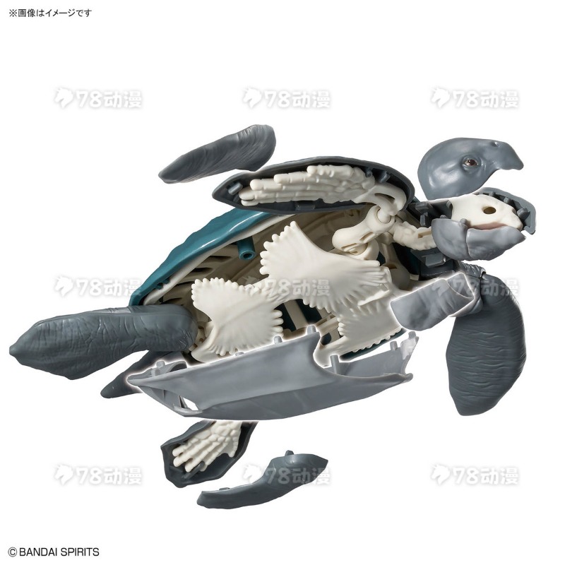 Kit de modèle authentique Band - Model Kit Dinosaur Bandai avis et prix
